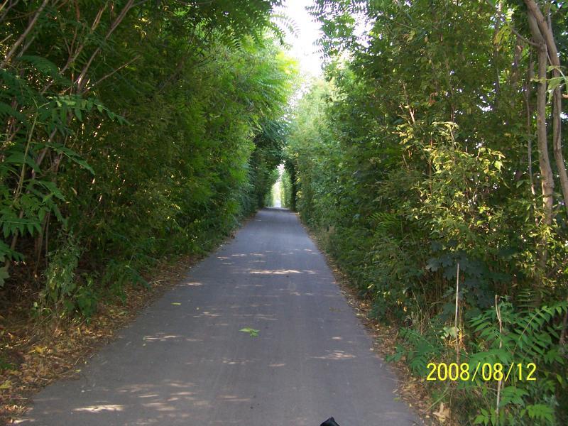 morawy 2008