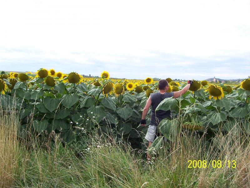 morawy 2008