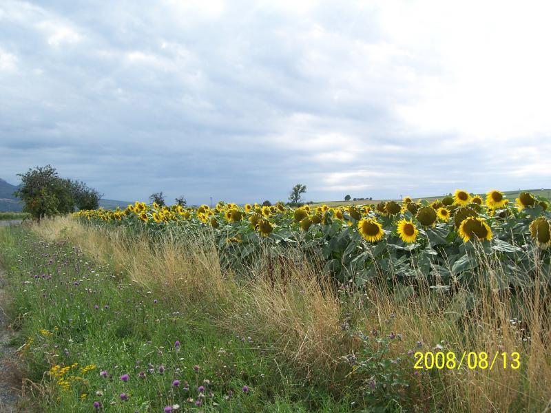 morawy 2008