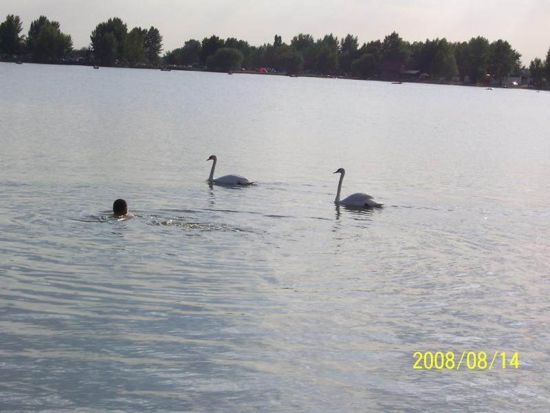 morawy 2008