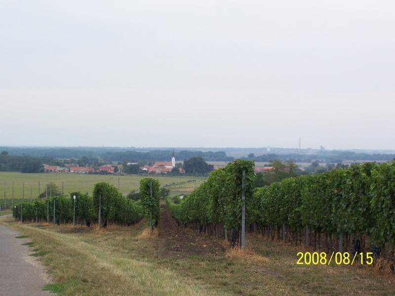 morawy 2008