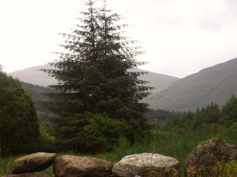 park, scotland, argyll, forest