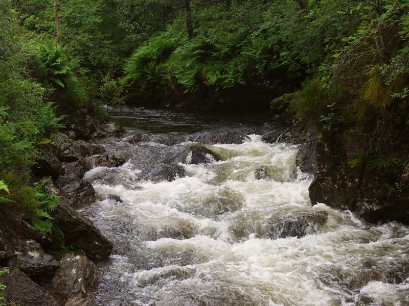 park, scotland, argyll, forest