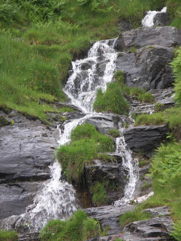 park, scotland, argyll, forest