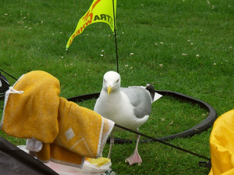 scotland, campsite, argyll, oban