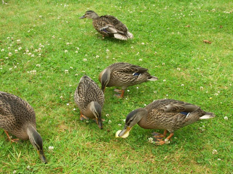 scotland, campsite, argyll, oban