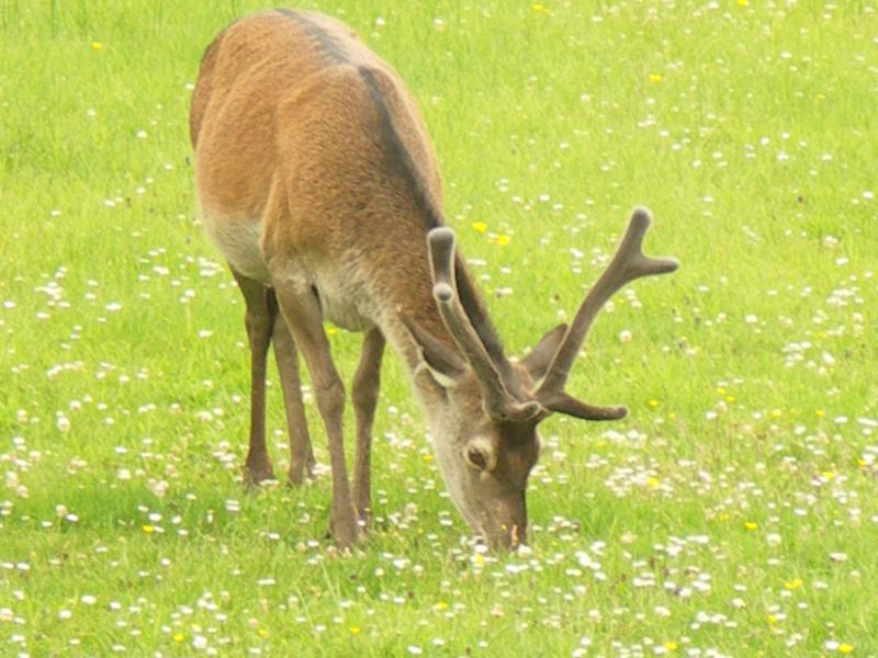 scotland, highlands, glenfinnan, deer