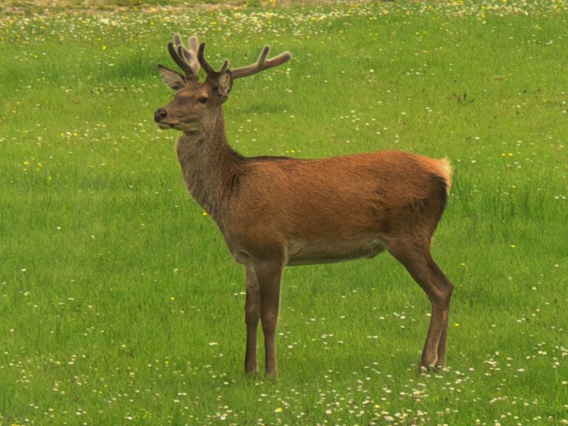 scotland, highlands, glenfinnan, deer