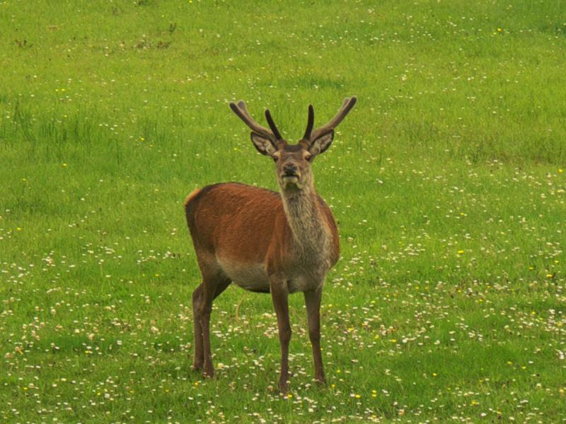 scotland, highlands, glenfinnan, deer