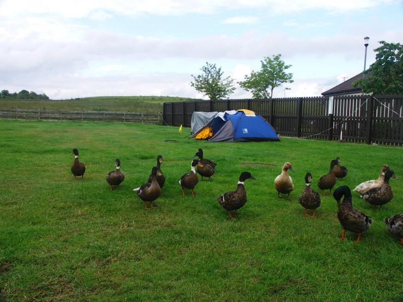scotland, campsite, highlands, lairg