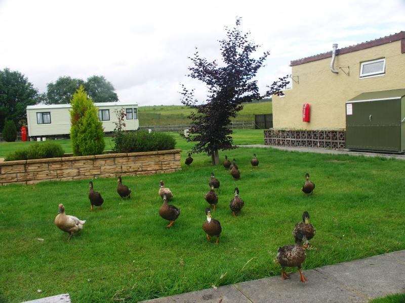 scotland, campsite, highlands, lairg