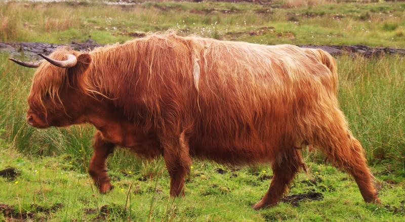 scotland, highlands, highlands cow