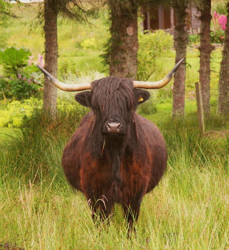 scotland, highlands, highlands cow
