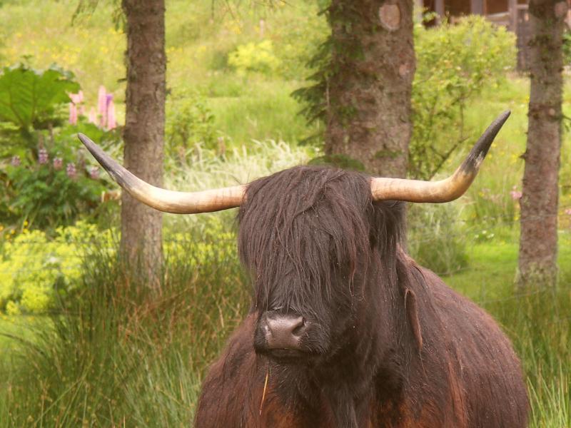 scotland, highlands, highlands cow