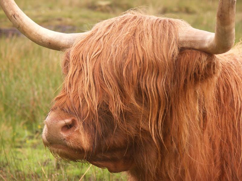 scotland, highlands, highlands cow