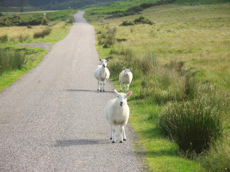 sheep, scotland, highlands, sutherland