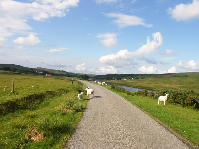 sheep, scotland, highlands, sutherland, river naver
