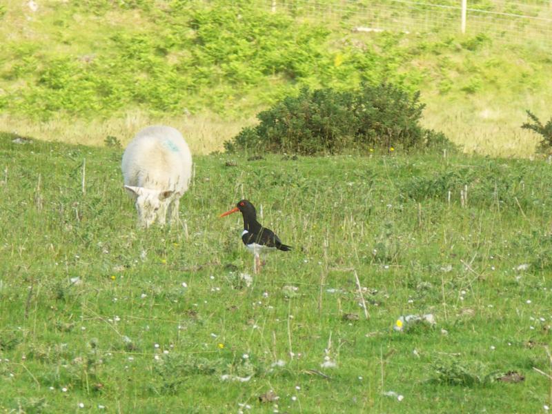 sheep, scotland, highlands, sutherland, river naver