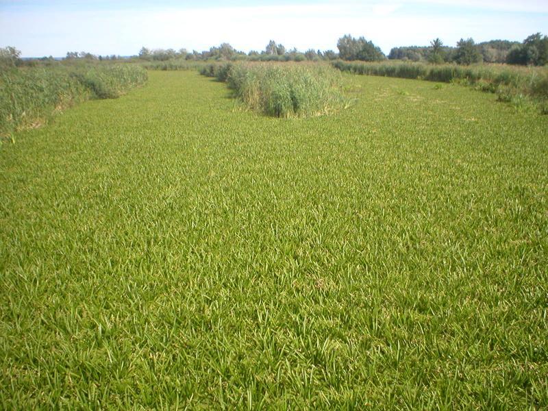 balewka