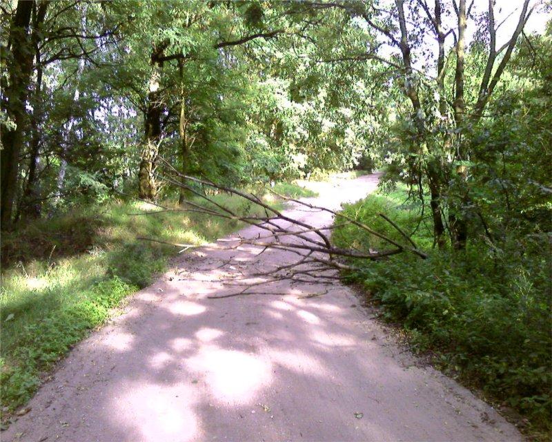 drzewo, przeszkoda, zwalone drzewo