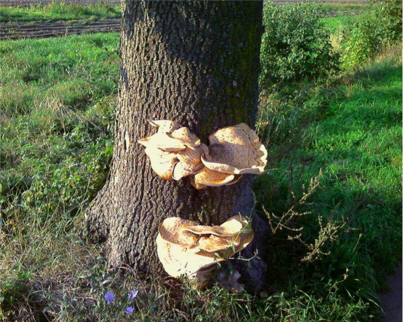grzyb, grzyb nadrzewny, nadrzewny
