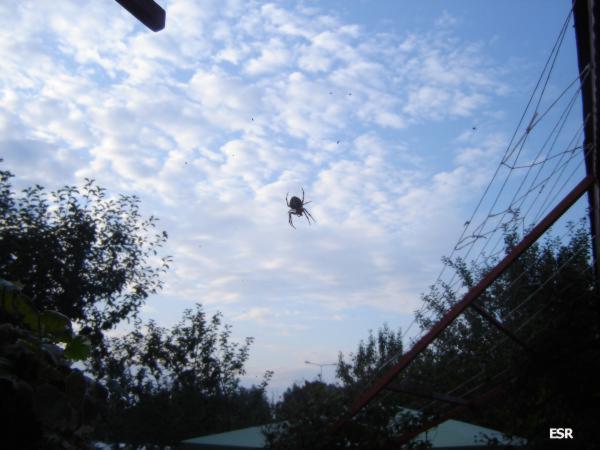 34675.jpg