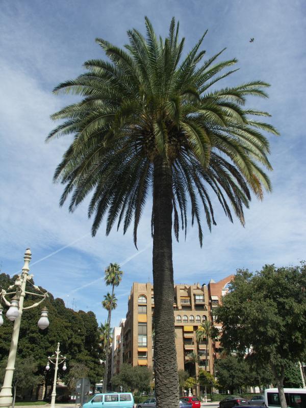 espana, valencia, spain