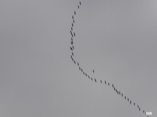 35324.jpg