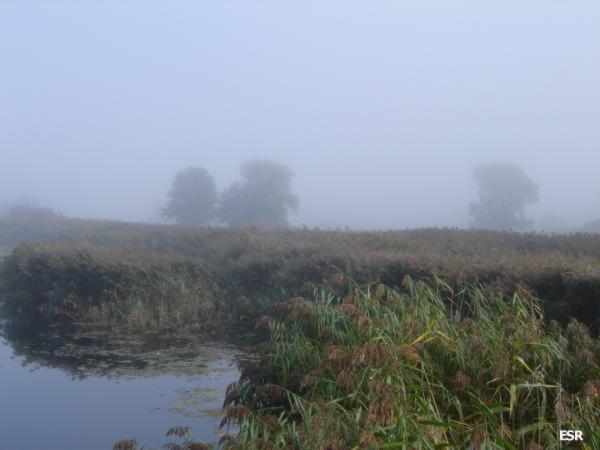 35701.jpg