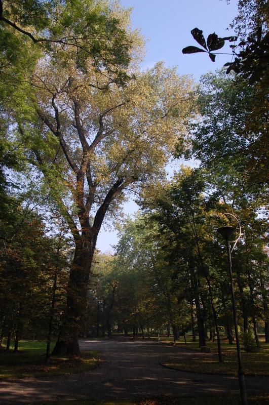 park, sosnowiec, park schoena
