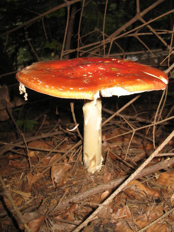 36264.jpg
