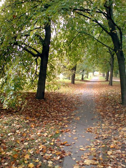 droga, park, wilanów