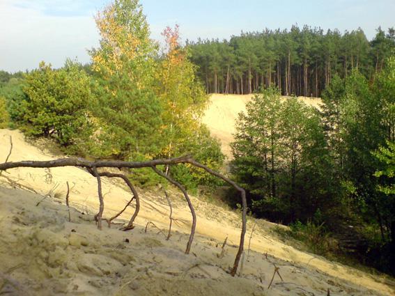 czarnów, piachy