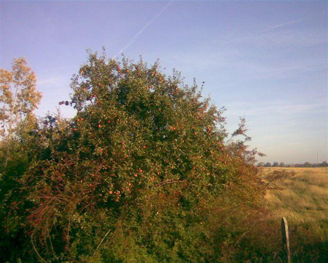 37045.jpg