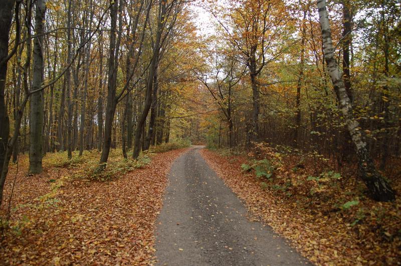 jaworsko
