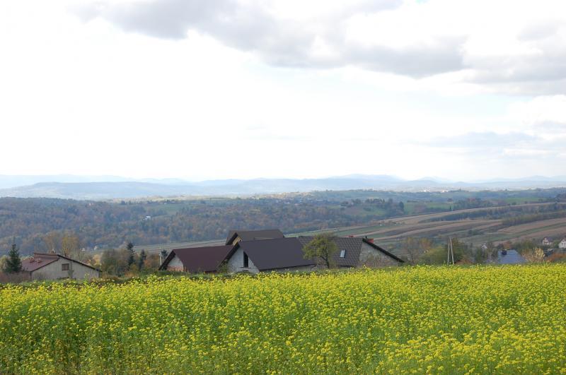 wolnica