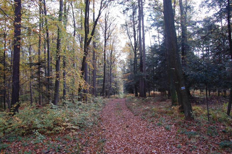 wolnica