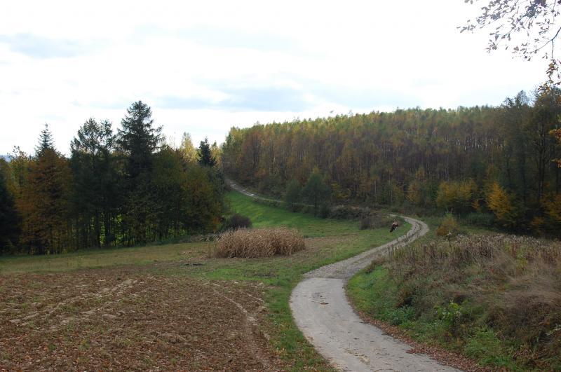 olszyny