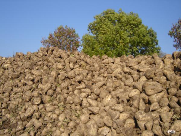 37498.jpg