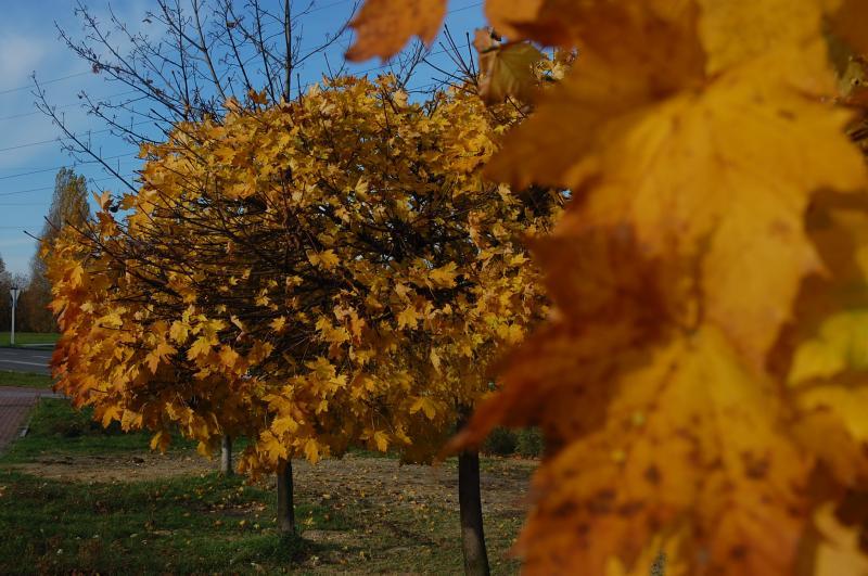 Sosnowiec - Park środula