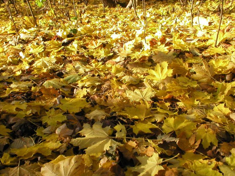 przyroda