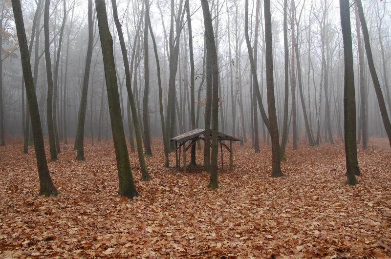las, sterkowiec