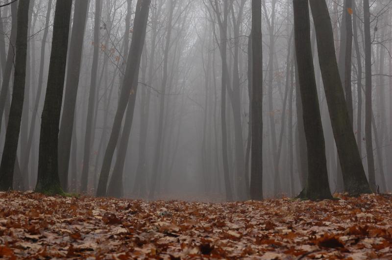 las, stekowiec
