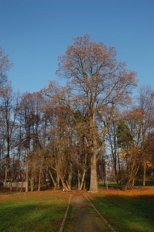 park, brzesko
