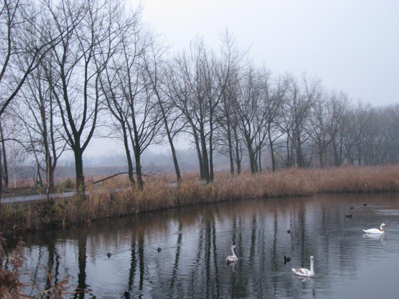 staw, kaczki, łabędzie, żabie doły