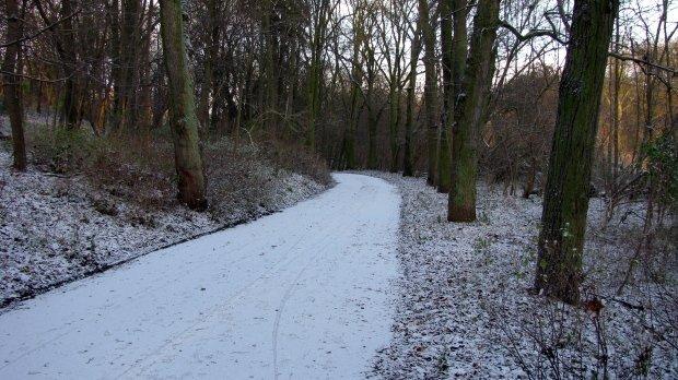 las, śnieg, szczecin, arkoński