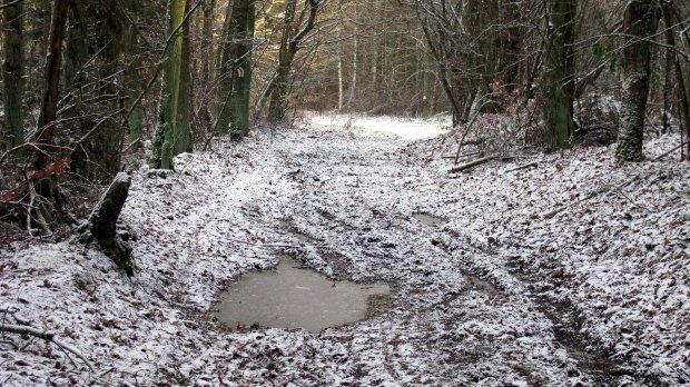las, śnieg, wkrzańska