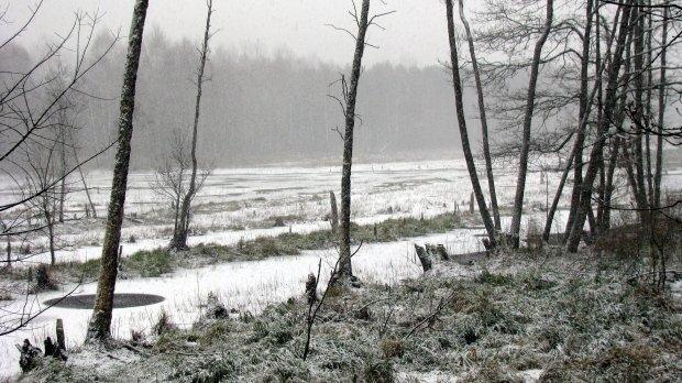 staw, las, śnieg, żółtew
