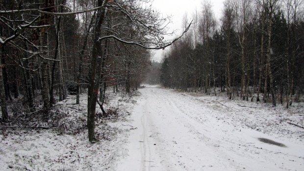 las, droga, śnieg