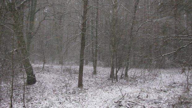 las, śnieg, żółtew